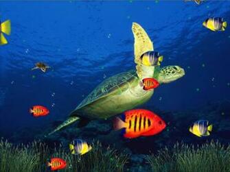 Screensaver H33t Screensavers Marine Life Aquarium 3d