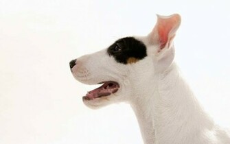 My Cool Pitbull Dog Wallpaper Dogs