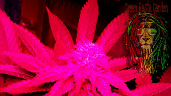 Green Rasta Garden