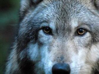 Wolf Face Wallpaper