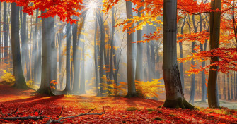 Fall Background 4k High Definition Wallpaper