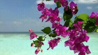 Wallpaper Summer Flowers