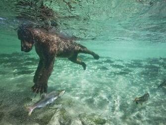 Salmon Brown Bear Wallpaper Bears Desktop