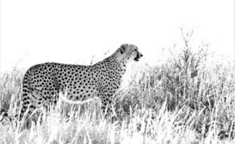 Awesome Black And White Background Creativefan