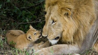 Cute Lion Cub With His Father HD Wallpaper