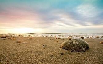 Rate Select Rating Give Shells On Beach