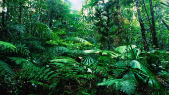 Rainforest Wallpaper Photo