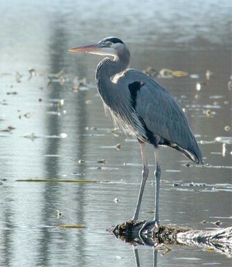 Heron Wallpaper Picture Photo Animal Pictures