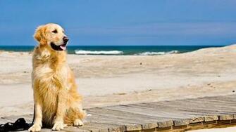 Tammy James Hesler On Florida Goldendoodles Golden
