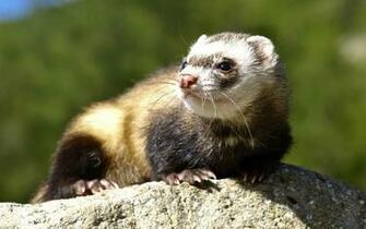 Animal Black Footed Ferret Wallpaper