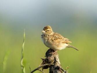 Indian Bush Lark With Lavish Green Background Wildlife Nature