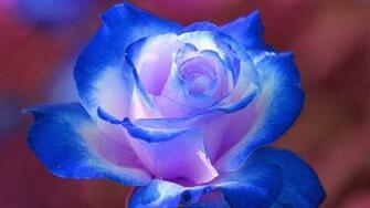Blue Rose Wallpaper Background Beautiful Desktop