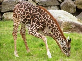 Description Giraffe Baby Wallpaper Is A Hi Res For Pc