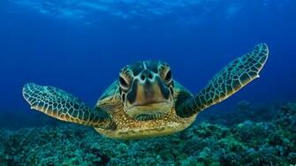 Sea Turtle