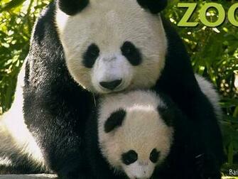 Background Baby Animals Wallpaper Popular Screensavers