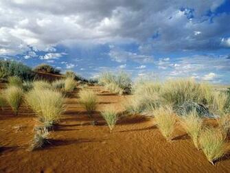 Transfrontier Park South Africa Desktop Wallpaper Nr