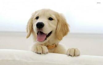 Golden Retriever Wallpaper