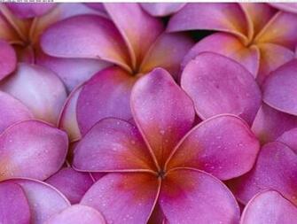Hawaiian Flower Background