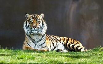 Watchful Tiger Desktop Wallpaper Background