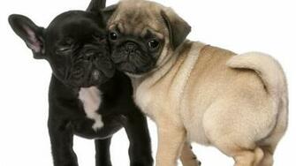 Black French Bulldog Puppy HD Wallpaper Image No