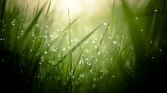 Morning Dew On Grass Threads 4k Ultra HD Desktop Wallpaper Uploaded By