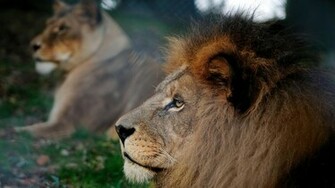 Wallpaper Lions Pictures Computer Desktop