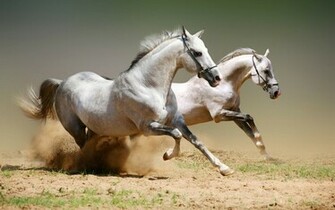 Amazing White Horses Background