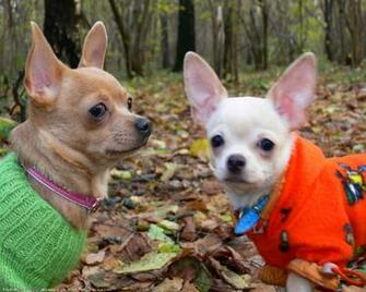 The Chihuahua Dog Desktop Wallpaper Pictures Online For Pc