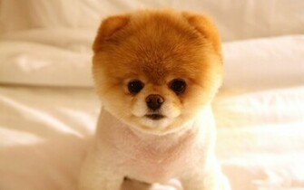 Cute Dog Boo Wallpaper HD