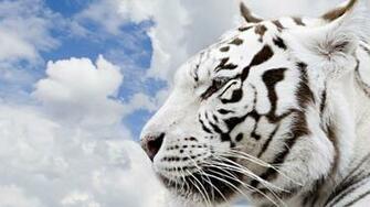 White Siberian Tiger Wallpaper