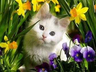 Cute Baby Animals Wallpaper Wallpaperin4k Net