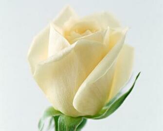 Blue Rose Wallpaper Yellow