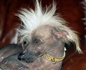 Pictures Of Ugly Dogs HD Wallpaper Lovely