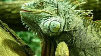 Iguana Wallpaper