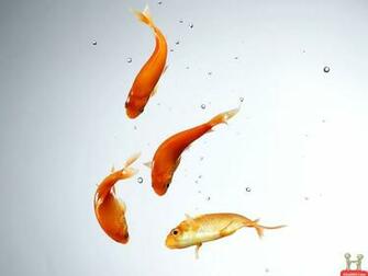 Cute Multicolor Fish HD Wallpaper E Entertainment