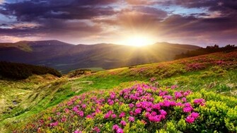 Sunset In Flower Field X Close