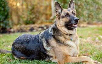 German Shepherd Dog Wallpaper Wallpaperin4k Net