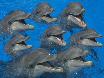Hq Bottlenose Dolphins Wallpaper