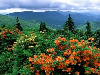 Bloom Appalachian Trail North Carolina Wallpaper Hq