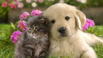 Most Popular Dog Wallpaper
