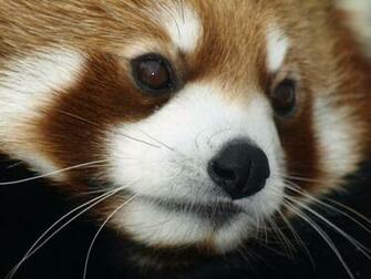 Red Panda Time By Kodasilverwing