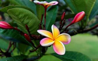 Frangipani Exotic Tropical Flower Hawaii Hq Wallpaper
