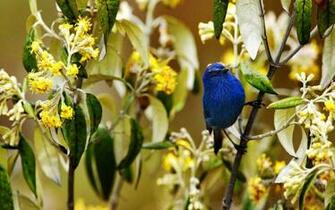 HD Spring Bird Wallpaper