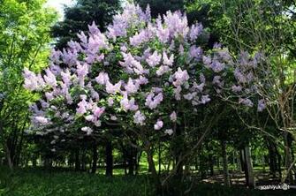 Lilac Tree In Full Bloom Plant Nature Photos Japanalia S