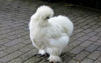 Wallpaper Silkie Chicken Feathers Widescreen