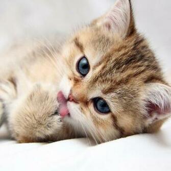 Cute Kitten iPad Wallpaper