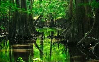 Deep Forest Wallpaper Swamp HD Desktop 4k