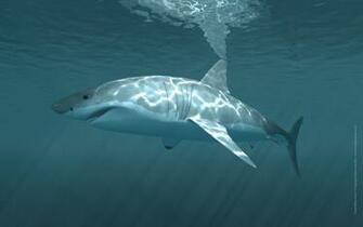 Wallpaper Desktop Great Shark White Scubakingston Whiteshark