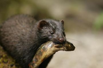 Mink Wide Wallpaper American Eating HD