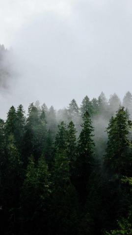 Foggy Forest Wallpaper Ixpap